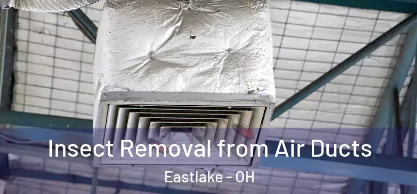  Insect Removal from Air Ducts Eastlake - OH